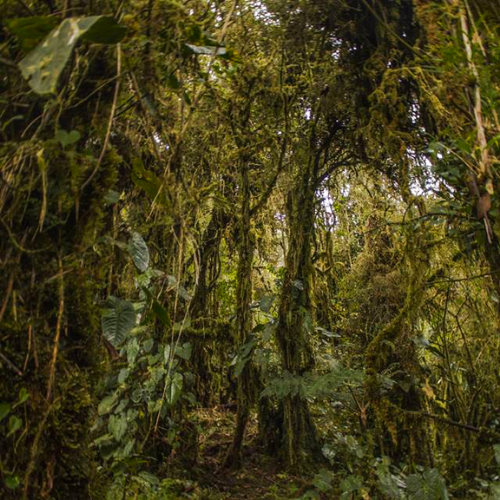 20. Reserva de la Biósfera Sumaco Geoparque Napo Sumaco